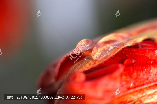 花苞
