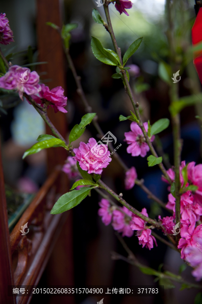 桃花