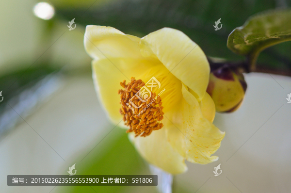 金茶花