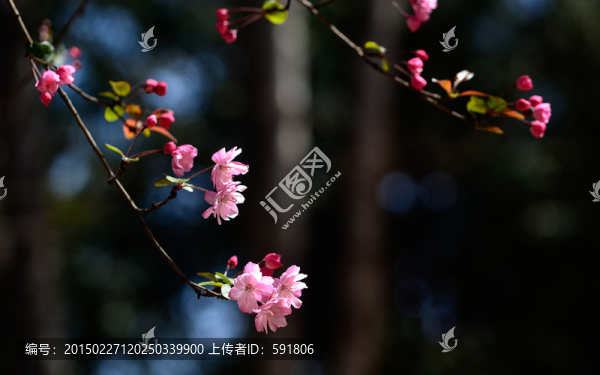 垂絲海棠