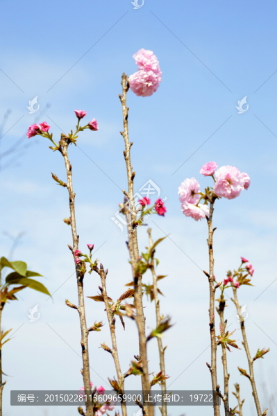 櫻花圖片