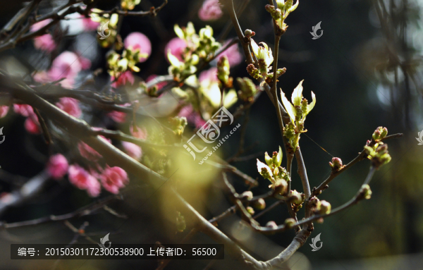 梅花