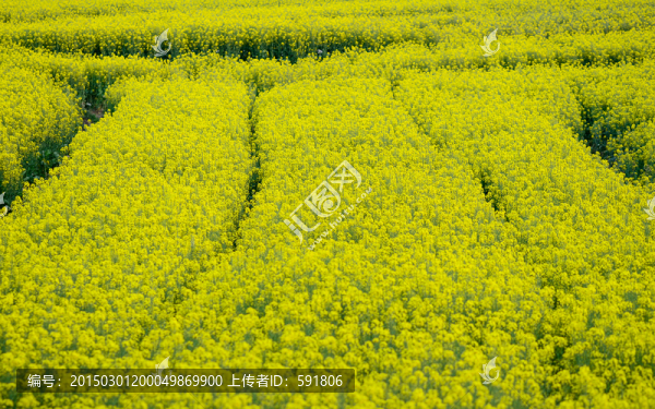 油菜花田