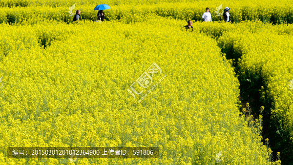 春游油菜花田