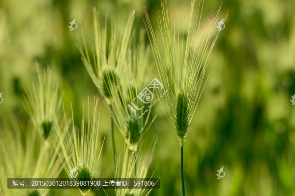 青稞