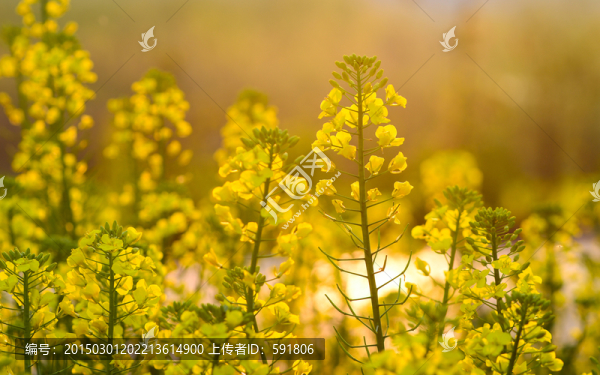 夕陽下的油菜花