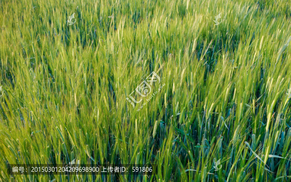 大麥田