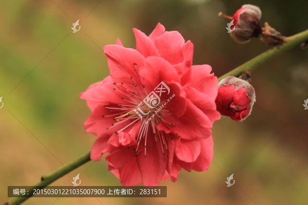 桃花園