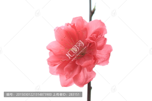 桃花一朵