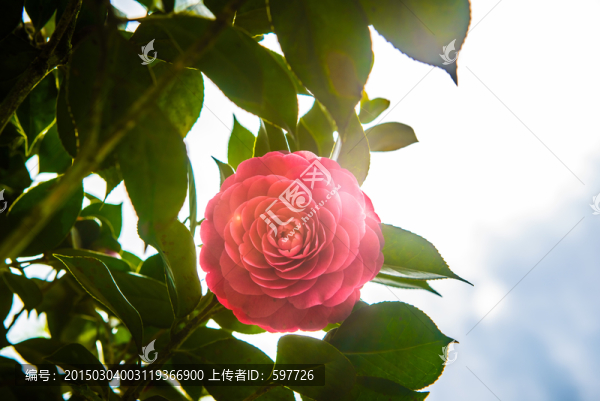 茶花
