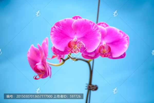 紅色蝴蝶蘭