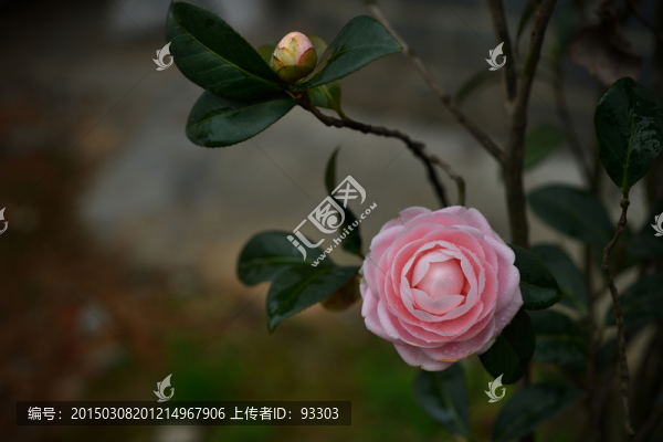 粉色茶花