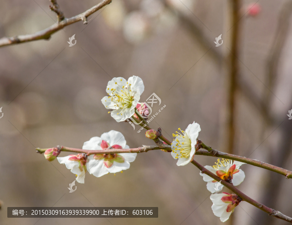 白梅花,梅花