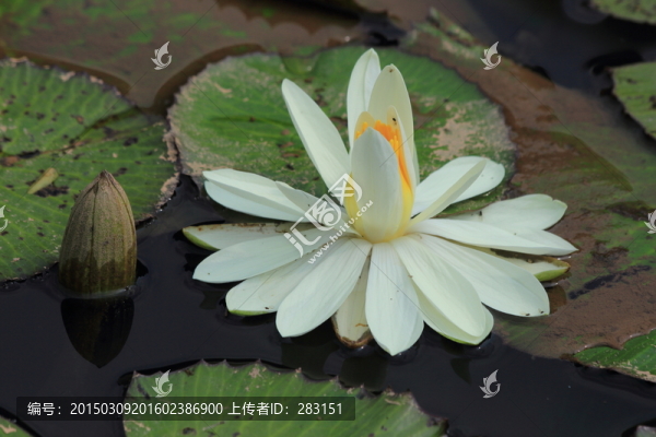 水中的仙子