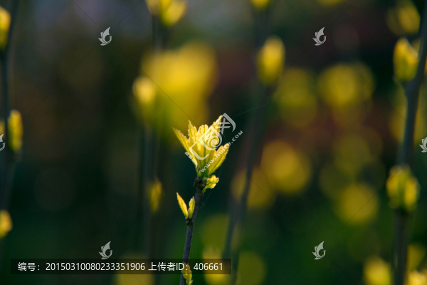 綠葉春芽