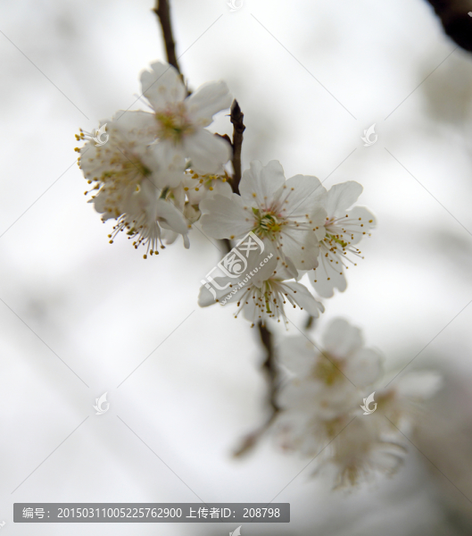 棠梨花,春花