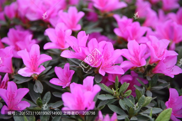 杜鵑花