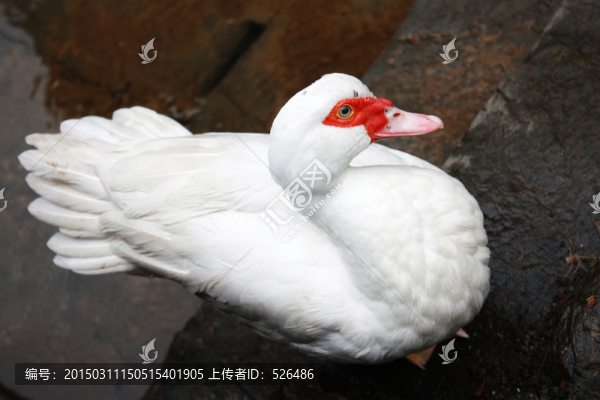番鴨