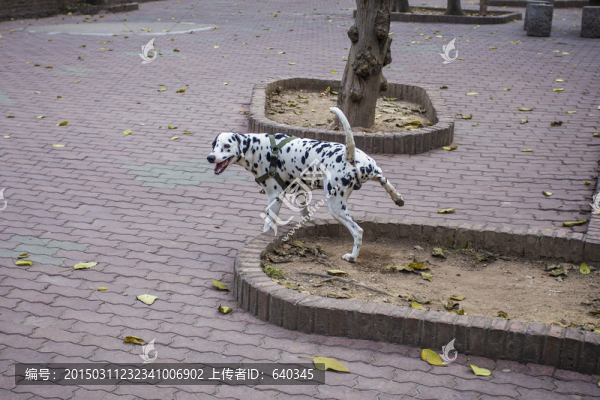斑點狗