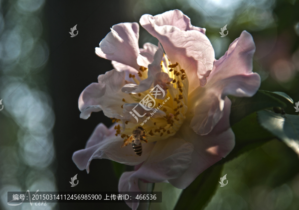 茶花