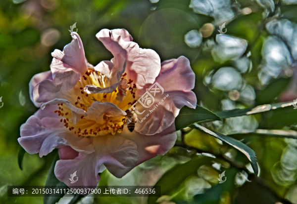 茶花