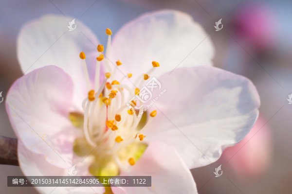 梅花