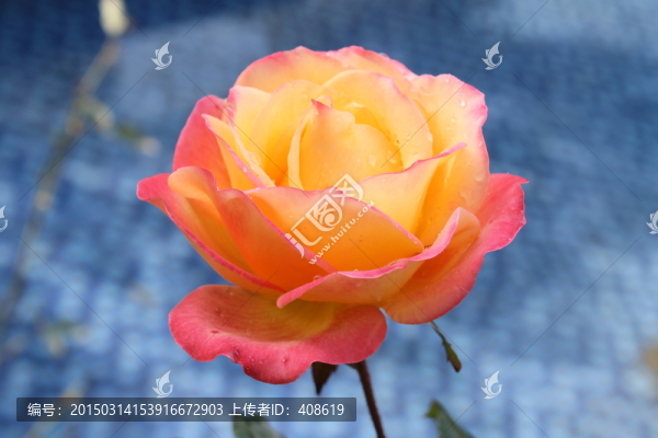 月季花