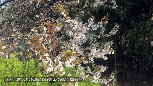 櫻花
