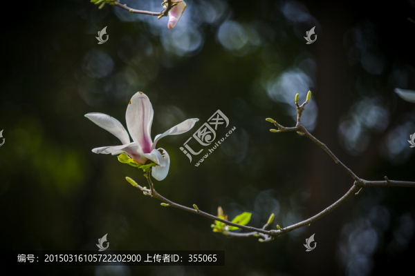 玉蘭