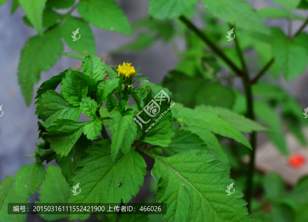 鬼針草植物