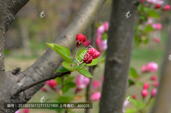 海棠花