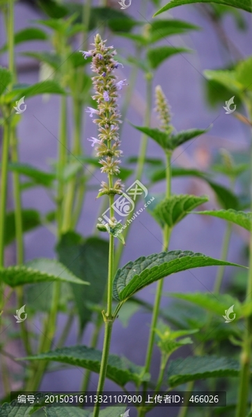 合香植物
