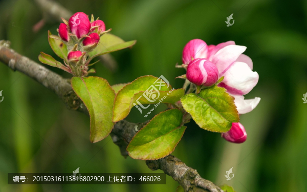 海棠花