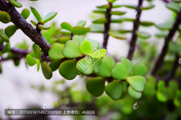 金枝玉葉,馬齒莧樹