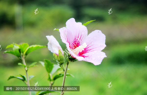 木槿