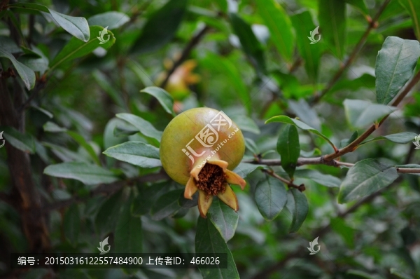 石榴