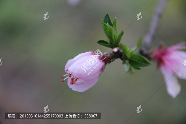 桃花特寫