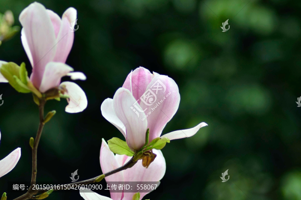 玉蘭花特寫
