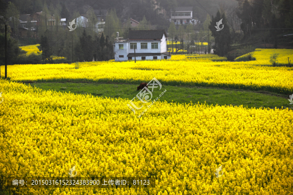 油菜花