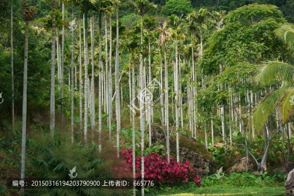 南方植物