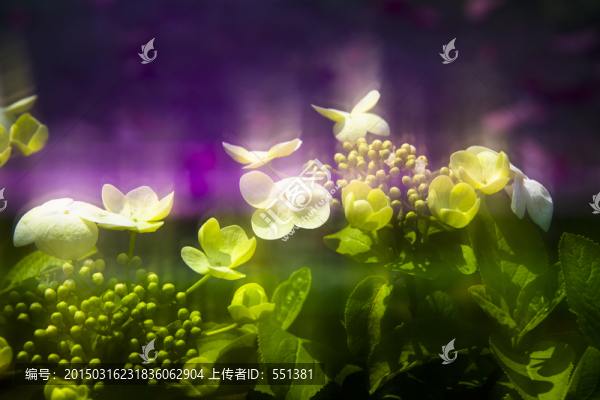 瓊花