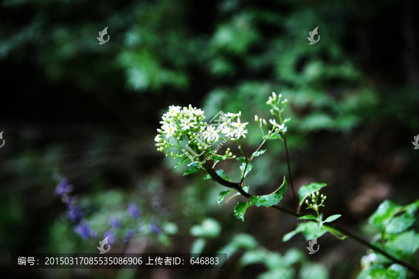 小花,美麗的小花