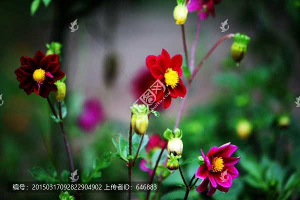 小花