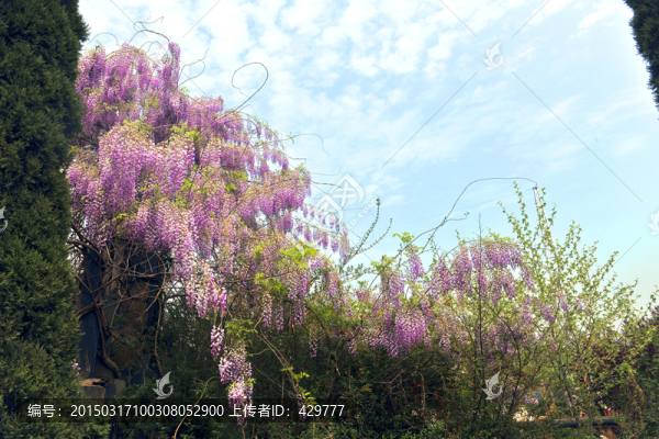 紫藤花,紫藤樹(shù)