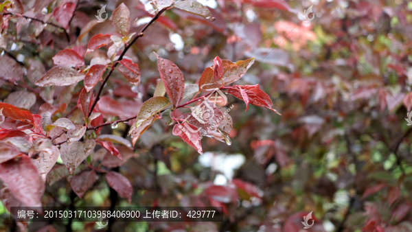 紅樹葉