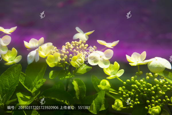 瓊花