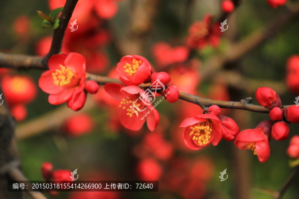 海棠花
