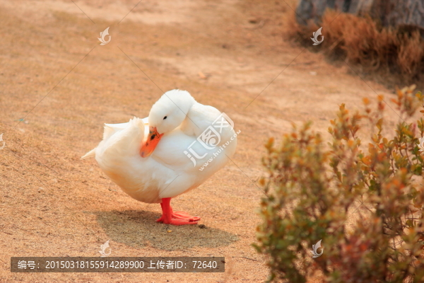 小鴨子