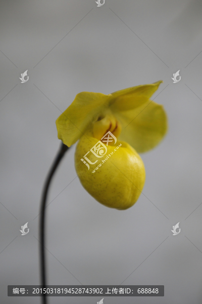 蘭花