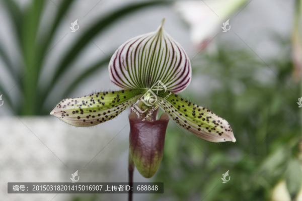 蘭花